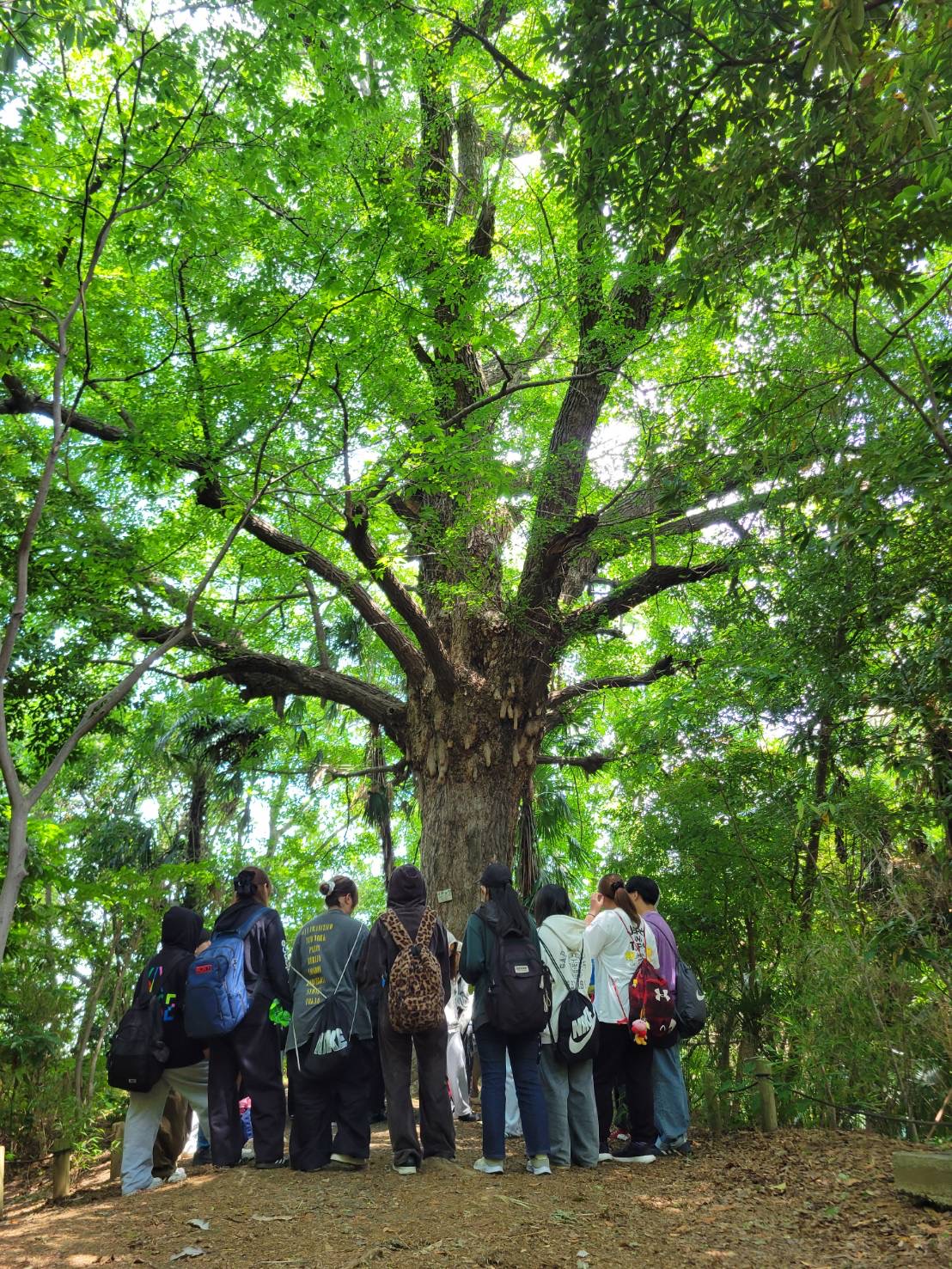 大きな木の周りに学生が集まっている